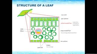 IGCSE BIOLOGY REVISION  Syllabus 6 Plant nutrition [upl. by Isawk497]