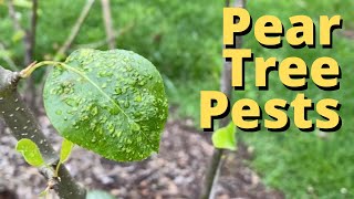 Pear Tree Blister Mites [upl. by Akelam]