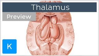 Thalamus Structure and function preview  Human Neuroanatomy  Kenhub [upl. by Cookie]