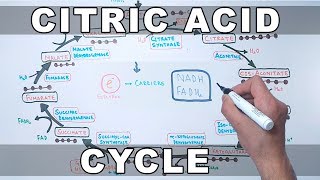 Citric Acid Cycle  Krebs Cycle [upl. by Lyret]