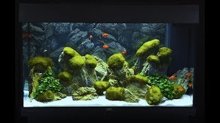 Juwel Aquarium Rio 125 Einrichtungsbeispiel  Tutorial [upl. by Serolod253]