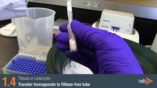 Monarch Total RNA Miniprep Protocol Video [upl. by Saqaw24]