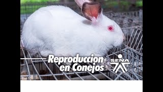 REPRODUCCION EN CONEJOS [upl. by Aikat]