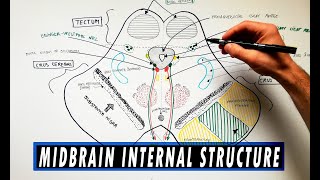 Midbrain  Cross section  Internal structure  Neuroanatomy Tutorial [upl. by Arri]