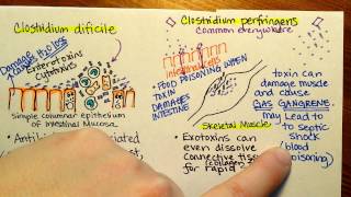 Clostridium perfringens [upl. by Herring]