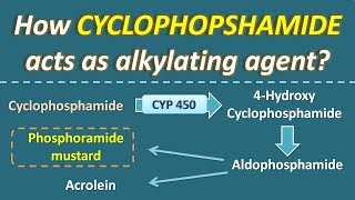 How Cyclophosphamide acts as alkylating agent [upl. by Arval]