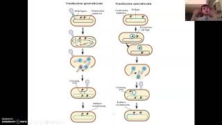 Trasduzione batterica [upl. by Ahterahs652]