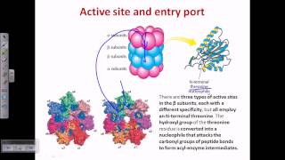 Proteasome and protein degradation [upl. by Ellerrehs]