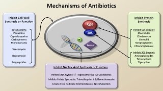 Mechanisms and Classification of Antibiotics Antibiotics  Lecture 3 [upl. by Ulrikaumeko]