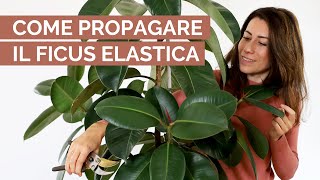 Come propagare il FICUS ELASTICA  sfida [upl. by Nevai]