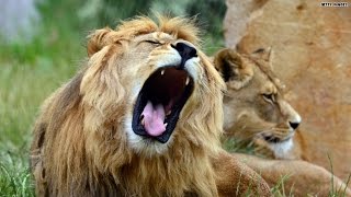 Lion mauls woman to death at safari park [upl. by Stevena]