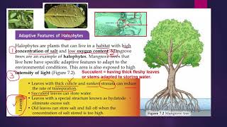 2 Adaptive features of halophytes [upl. by Swenson]