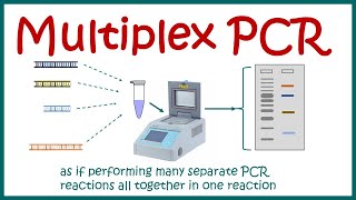 Multiplex PCR [upl. by Selinski]