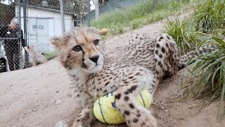 Cheetah Cubs Meet Puppy Pals [upl. by Lemyt215]