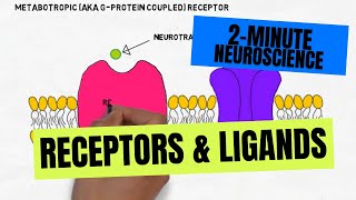 2Minute Neuroscience Receptors amp Ligands [upl. by Reinar780]