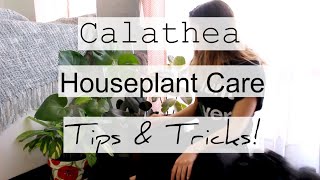 How to Care For Calathea Houseplants  Prayer Maranta Indoor Plant Care [upl. by Fitalludba]