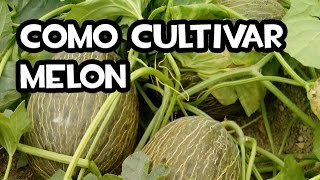 Cómo Cultivar Melón  Huerta orgánica [upl. by Junius147]