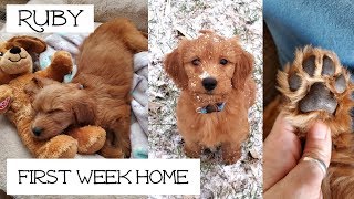 Goldendoodle Puppy 8 Weeks Old [upl. by Claudette]