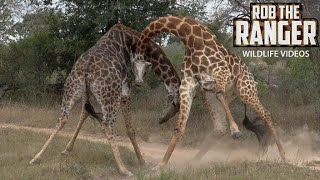 Giraffe Battle  African Safari Sighting [upl. by Moody]