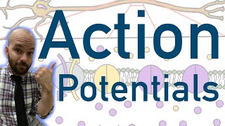 Action Potentials  Animated Explained Graphed [upl. by Mcclary189]