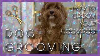 DOG GROOMING  How to groom your Cockapoo at home [upl. by Lamb]