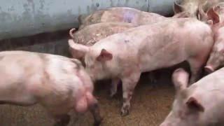 Uk pig slaughterhouse footage 2016 [upl. by Akienahs]