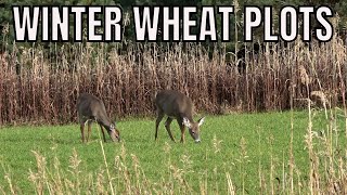 Winter Wheat Food Plots For Deer Antler Grow [upl. by Wan815]