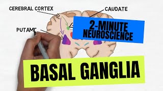 2Minute Neuroscience Basal Ganglia [upl. by Doscher604]