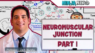 Musculoskeletal System  Neuromuscular Junction  Neuromuscular Transmission Part 1 [upl. by Enialedam]