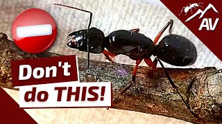 TOP 5 Mistakes in Ant Keeping  How to Raise an Ant Colony [upl. by Garnett]