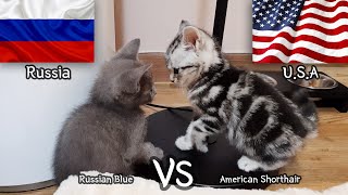 American Shorthair VS Russian Blue  a kitten Fight Story [upl. by Adnahsam]