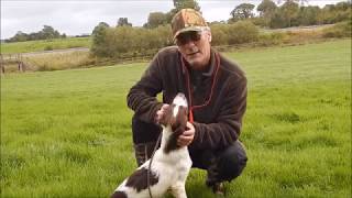 Springer spaniel trainingQuartering exercise [upl. by Adnovaj]