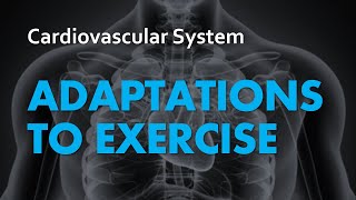 Adaptations to Exercise  Cardiovascular System 07  Anatomy amp Physiology [upl. by Eneri]