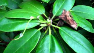 HOW TO Deadhead a Rhododendron [upl. by Campagna]