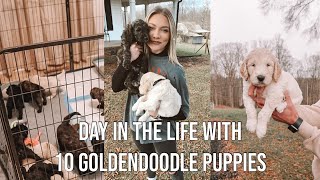 GOLDENDOODLE BREEDER DAY IN THE LIFE  what its like raising 10 goldendoodle puppies [upl. by Yhtur299]