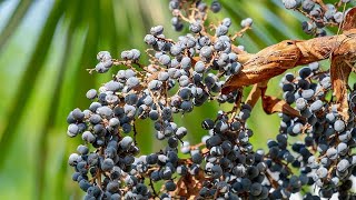 Germinating Trachycarpus wagnerianus x princeps seeds [upl. by Raine]