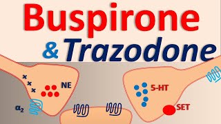 Buspirone and Trazodone interaction [upl. by Marieann]