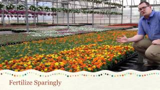 Caring for Marigolds [upl. by Atival]