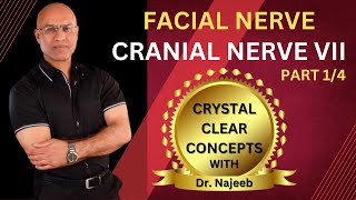 Facial Nerve  Neuroanatomy  Part 14 [upl. by Giustina]