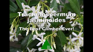 Trachelospermum jasminoides  The Best Climber Ever [upl. by Gnilrad400]