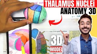 thalamus anatomy 3d  anatomy of thalamus nuclei anatomy [upl. by Florry]