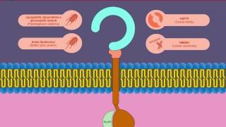 Toll Like Receptor e recettori di membrana dellinfiammazione [upl. by Farrington]