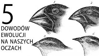 5 dowodów ewolucji na naszych oczach [upl. by Htebasyle796]