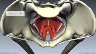 Pelvic Floor Part 1  The Pelvic Diaphragm  3D Anatomy Tutorial [upl. by Melicent]