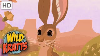 Wild Kratts  Kratts Find A Jack Rabbit  Creatures [upl. by Bill613]