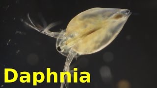 Daphnia [upl. by Eirehc]