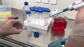 Mammalian cell culture [upl. by Lefkowitz]