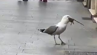 Seagull Spotted Hitching A Ride On Another Seagull In Once In A Lifetime Footage [upl. by Krantz]