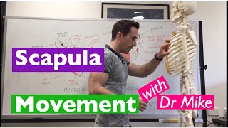 Scapula Movement  Functional Anatomy [upl. by Ykcir]