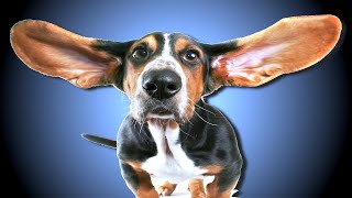 High Frequency Sound For Dogs [upl. by Zackariah]